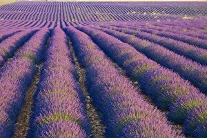 Images Dated 10th July 2008: Lavender Field, Provence-Alpes-Cote d Azur, France