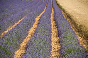 Images Dated 22nd April 2009: Lavender Field, Provence-Alpes-Cote d Azur, France