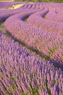 Country Side Prints: Lavender Field, Provence-Alpes-Cote d Azur, France