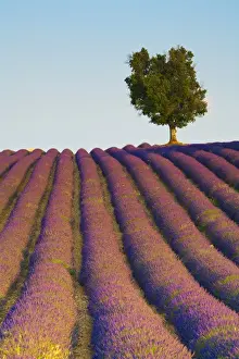 Lavender Field, Provence-Alpes-Cote d Azur, France