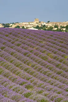 Lavender Field, Provence-Alpes-Cote d Azur, France