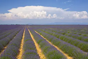 Lavender Field, Provence-Alpes-Cote d Azur, France