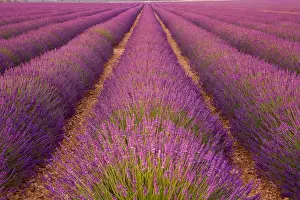 Lavender Field, Provence-Alpes-Cote d Azur, France
