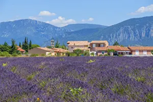 Lavender Fields Prints: Lavender field with Puimoisson, Provence-Alpes-Cote d'Azur, France