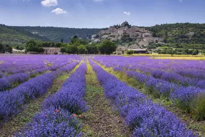 Lavender field at Simiane la Rotonde (Lavendula augustifolia), Alpes-de-Haute-Provence, Provence-Alpes-Cote d Azur
