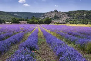 Mediterranean Area Prints: Lavender field at Simiane la Rotonde (Lavendula augustifolia)