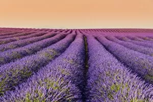 Lavender field at sunset, Plateau de Valensole, Provence, France