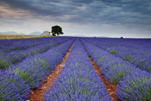 Images Dated 30th November 2016: Lavender Field, Valensole Plain, Alpes-de-Haute-Provence, France