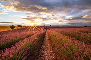 Bloom Prints: Lavender field, Valensole Plateau, Provence, France