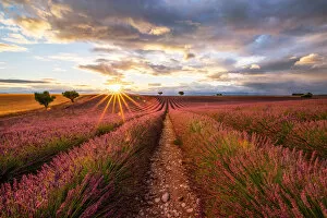 Light Collection: Lavender field, Valensole Plateau, Provence, France