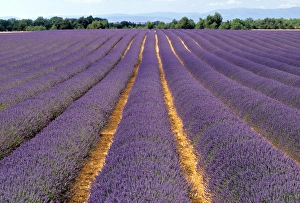 Lavender fields
