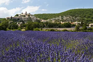 Lavender fields at Banon, Provence, France