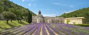 Lavender fields in full bloom in early July in front of Abbaye de SA nanque Abbey