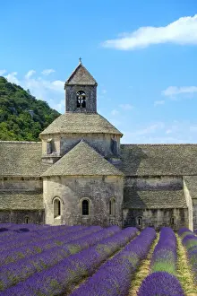 Lavender fields in full bloom in early July in front of Abbaye de Sa nanque Abbey