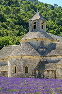 Vaucluse Gallery: Lavender fields in full bloom in early July in front of Abbaye de Senanque Abbey