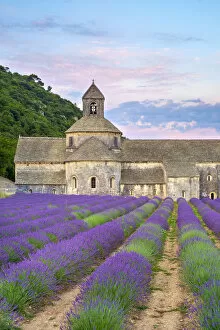 Images Dated 7th July 2014: Lavender fields in full bloom in early July in front of Abbaye de Senanque