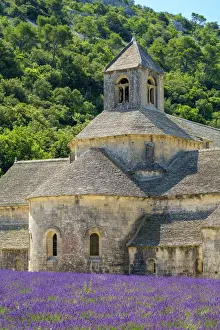 Lavender fields in full bloom in early July in front of Abbaye de Senanque Abbey