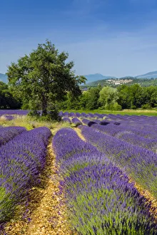 Images Dated 4th August 2015: Lavender fields in bloom, Provence, France