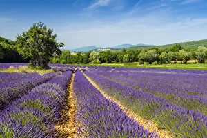 Images Dated 4th August 2015: Lavender fields in bloom, Provence, France