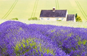 Lavender fields, Cotswolds, Worcestershire, UK