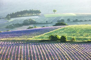 Sault Prints: Lavender fields in early morning sunlight, near Sault, Provence, France