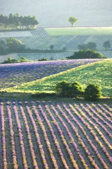 Sault Prints: Lavender fields in early morning sunlight, near Sault, Provence, France