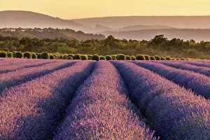 Images Dated 27th March 2023: Lavender fields in late evening sunlight, Plateau de Valensole, Provence-Alpes-Cote d'Azur