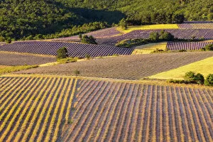 Images Dated 27th March 2023: Lavender fields near Sault, Provence-Alpes-Cote d'Azur, Provence, France