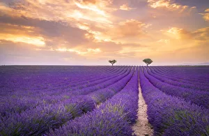 Lavender fields near Valensole, Provence, France