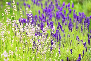 Yorkshire Prints: Lavender fields in North Yorkshire, England