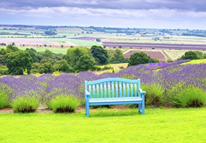 Yorkshire Prints: Lavender fields in North Yorkshire, England