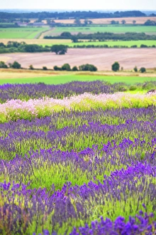 Yorkshire Prints: Lavender fields in North Yorkshire, England