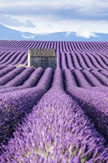Images Dated 29th June 2017: Lavender fields, Provence, France