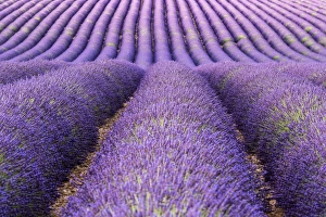 Images Dated 29th June 2017: Lavender fields, Provence, France