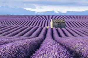 Images Dated 29th June 2017: Lavender fields, Provence, France