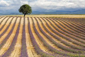 July Prints: Lavender fields, Valensole Plataeu, Provence, France