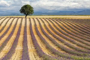 Lavender fields, Valensole Plataeu, Provence, France