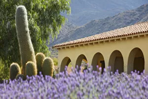 Lavender flowers and a cardón cactus in the garden of the Bodega Colomé
