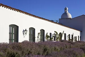 Lavender flowers in the garden of the 'Patios de Cafayate'