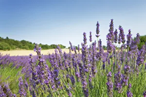 Violet Prints: Lavender - France, Provence-Alpes-Cote d Azur, Alpes de Haute Provence, Forcalquier