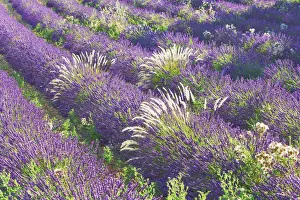 Violet Prints: Lavender and grass - France, Provence-Alpes-Cote d Azur, Alpes de Haute Provence
