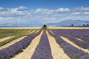 Machinery Prints: Lavender Harvest, Plateau de Valensole, Provence, France