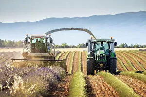 Images Dated 27th March 2023: Lavender harvesting, Plateau de Valensole, Provence-Alpes-Cote d'Azur, Provence, France