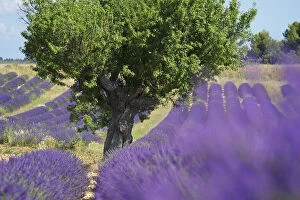 Images Dated 3rd July 2012: Lavender near Banon, Provence, Provence-Alpes-Cote d Azur, France