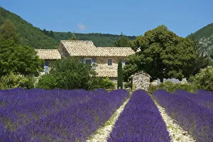 Images Dated 5th April 2013: Lavender near Banon, Provence, Provence-Alpes-Cote d Azur, France