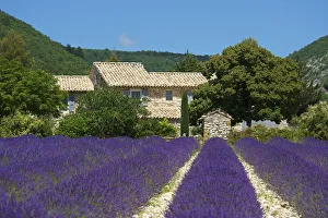 Images Dated 5th April 2013: Lavender near Banon, Provence, Provence-Alpes-Cote d Azur, France