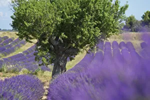 Images Dated 5th April 2013: Lavender near Banon, Provence, Provence-Alpes-Cote d Azur, France