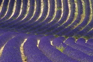 Images Dated 5th April 2013: Lavender near Banon, Provence, Provence-Alpes-Cote d Azur, France