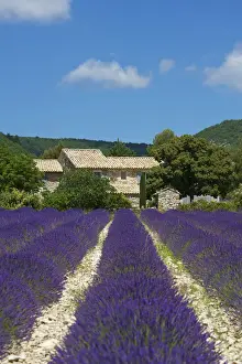 Katja Kreder Prints: Lavender near Banon, Provence, Provence-Alpes-Cote d Azur, France