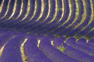 Lavender near Banon, Provence, Provence-Alpes-Cote d Azur, France